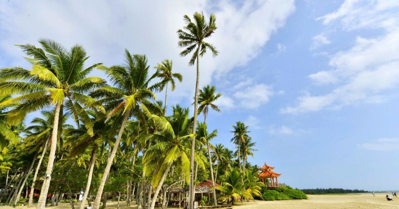 海韵椰风海南文昌椰林之美