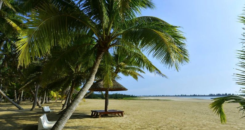海韵椰风海南文昌椰林之美