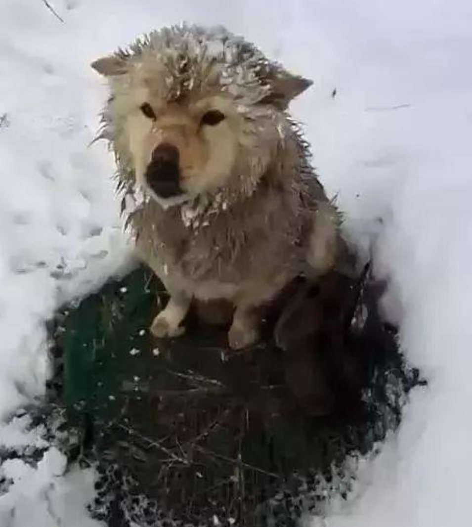 流浪狗在雪地里冻得发抖却不肯走路人上前查看后不禁落泪