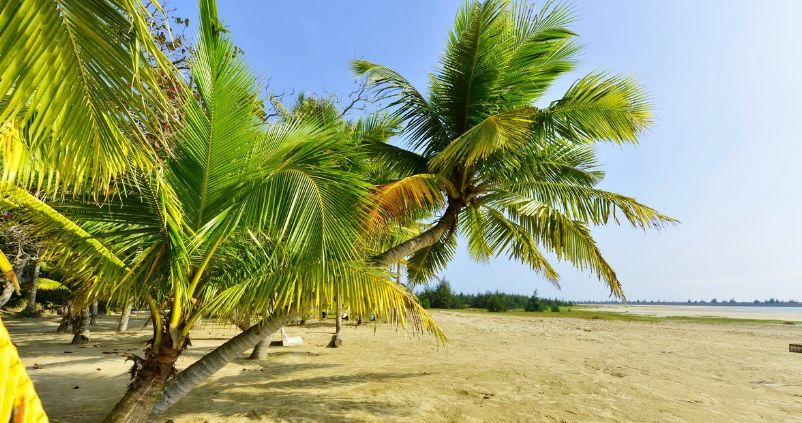 海韵椰风海南文昌椰林之美