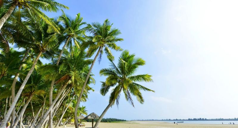海韵椰风海南文昌椰林之美