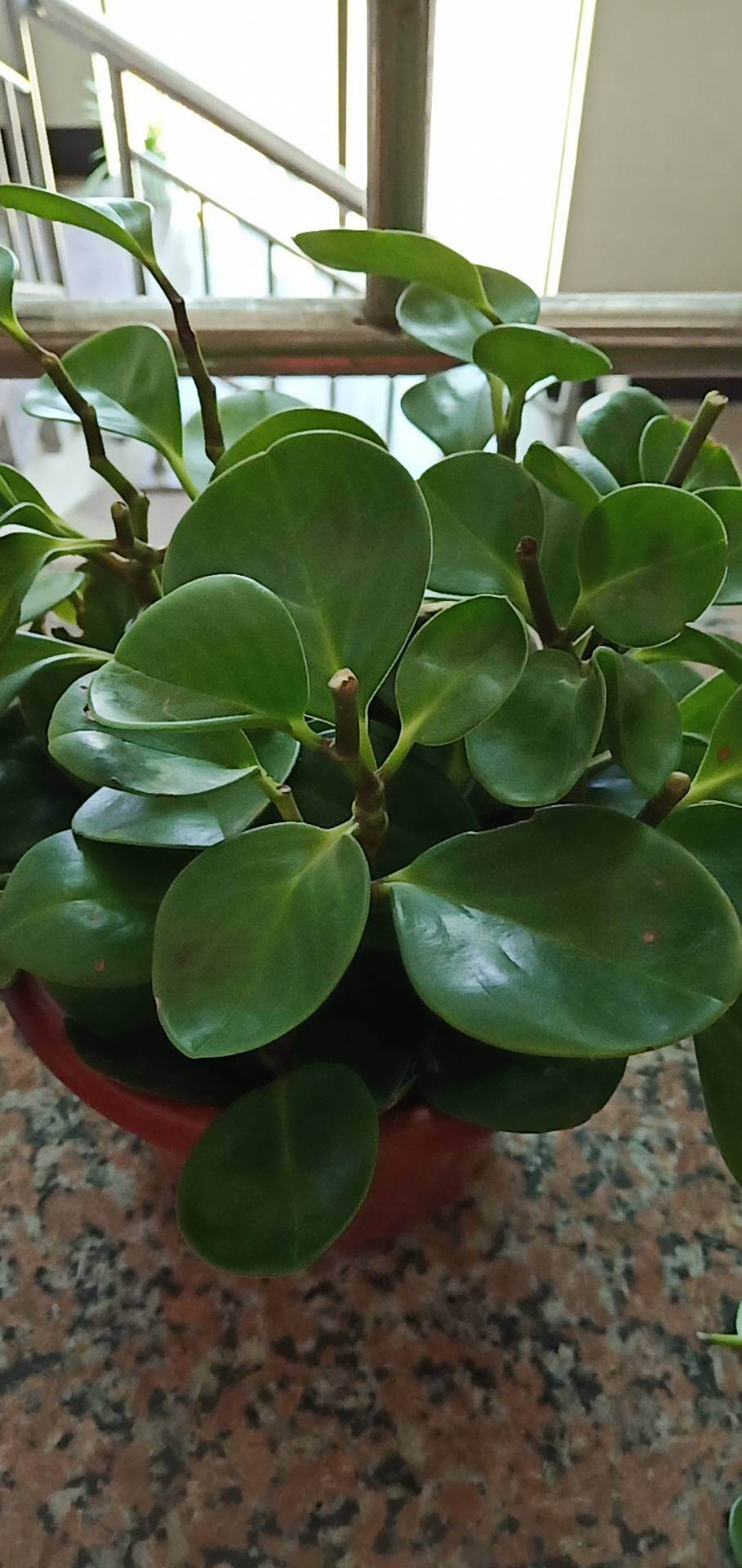 家养植物千千万这30种都养过的就是养花大神