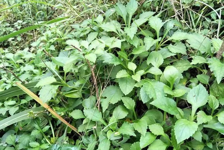 有一种臭脚丫味,味道有特色,人称"野菜界的榴莲",你可吃过?