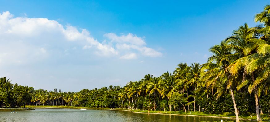 海韵椰风海南文昌椰林之美