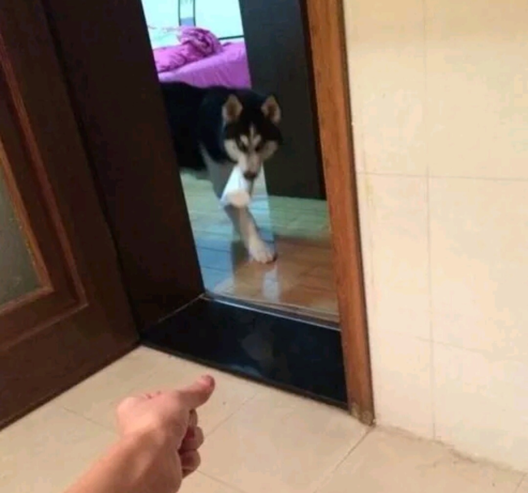 男子上厕所忘带纸,哈士奇跑来给他送纸,网友:这不是纯种的吧?休闲区蓝鸢梦想 - Www.slyday.coM 男子上厕所忘带纸,哈士奇跑来给他送纸,网友:这不是纯种的吧?休闲区蓝鸢梦想 - Www.slyday.coM