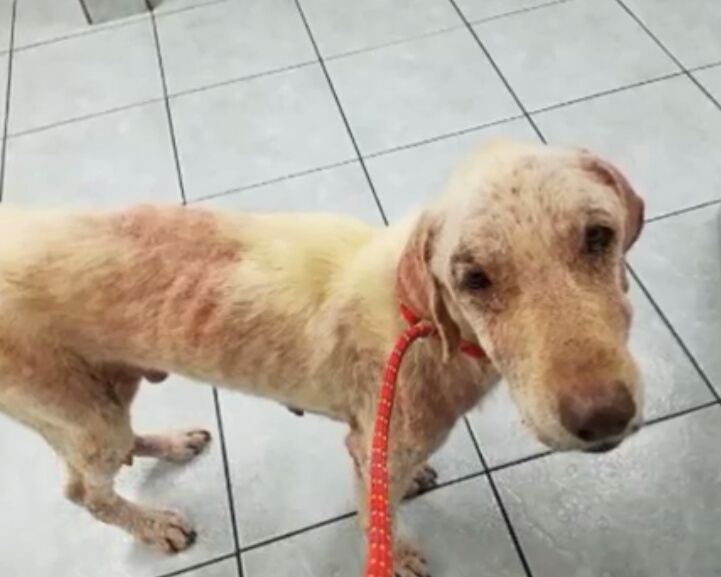 狗狗患心脏病被抛弃，被新主人领养时，因为害怕不敢踏进新家大门休闲区蓝鸢梦想 - Www.slyday.coM