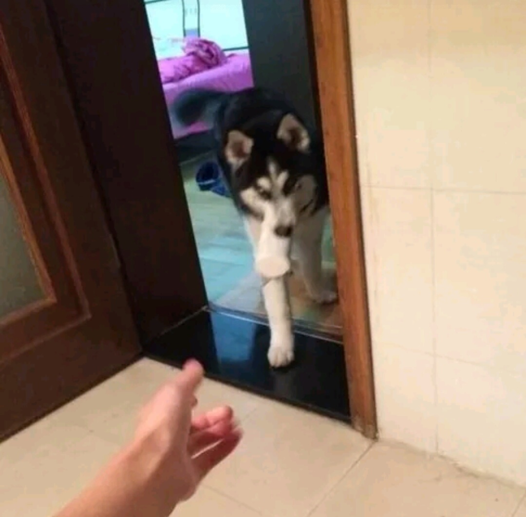 男子上厕所忘带纸,哈士奇跑来给他送纸,网友:这不是纯种的吧?休闲区蓝鸢梦想 - Www.slyday.coM 男子上厕所忘带纸,哈士奇跑来给他送纸,网友:这不是纯种的吧?休闲区蓝鸢梦想 - Www.slyday.coM