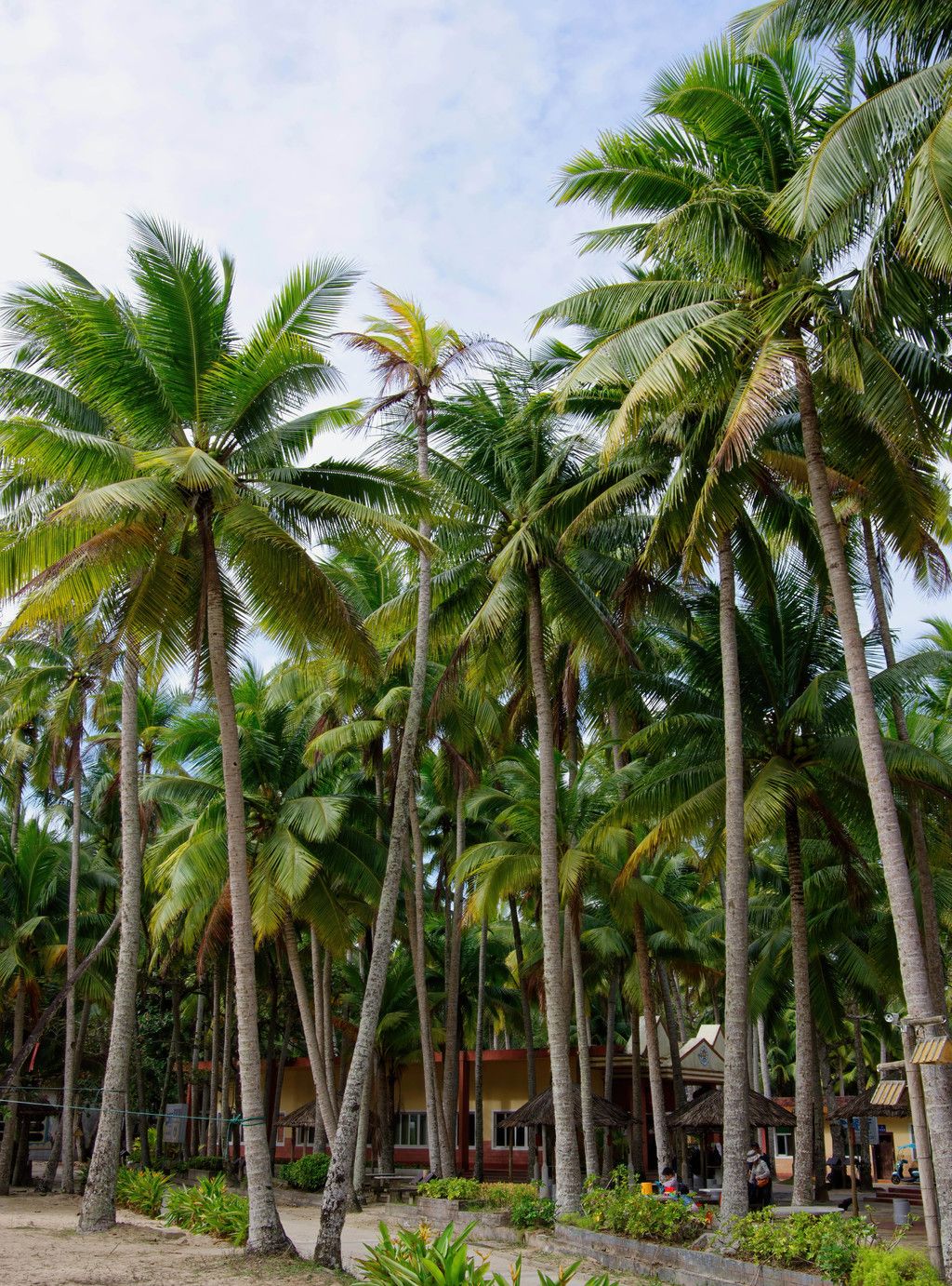 海韵椰风海南文昌椰林之美