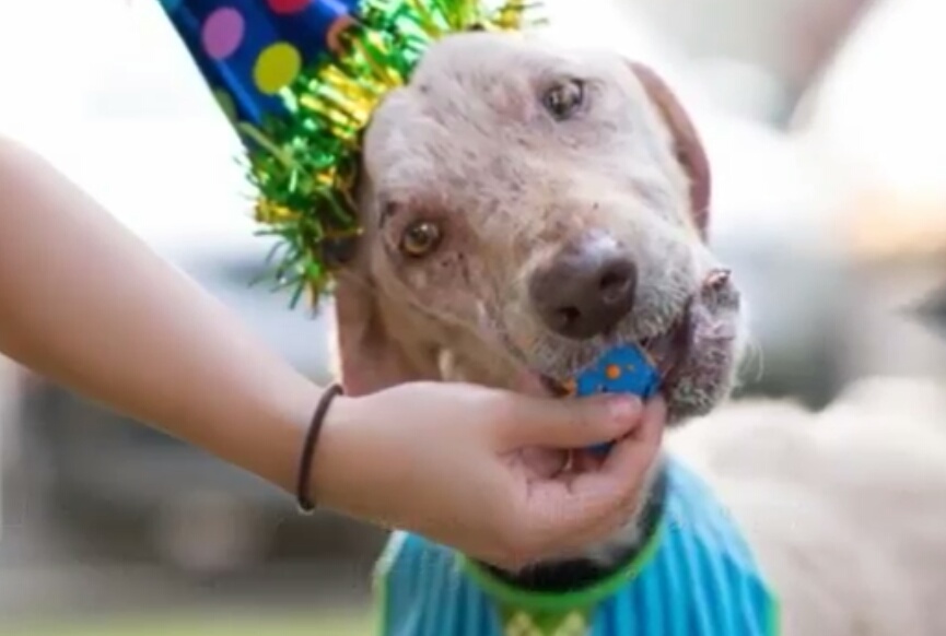 狗狗患心脏病被抛弃，被新主人领养时，因为害怕不敢踏进新家大门休闲区蓝鸢梦想 - Www.slyday.coM