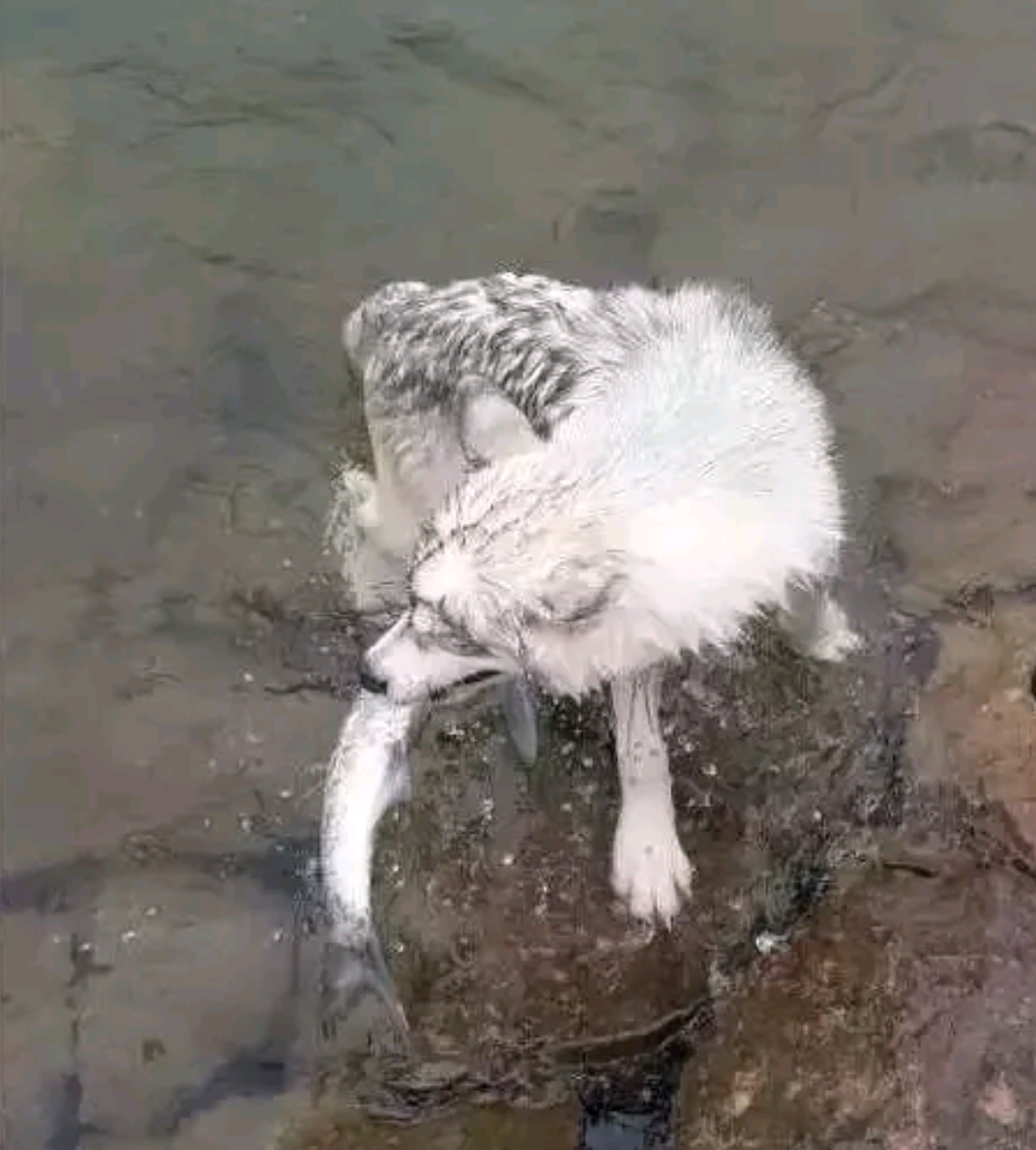 男子养了只哈士奇,成天下河游泳,网友:吃鱼都不用花钱买了吧?休闲区蓝鸢梦想 - Www.slyday.coM 男子养了只哈士奇,成天下河游泳,网友:吃鱼都不用花钱买了吧?休闲区蓝鸢梦想 - Www.slyday.coM