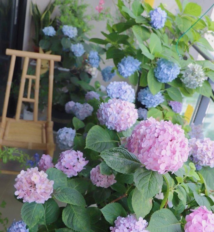 无尽夏绣球养护赏析