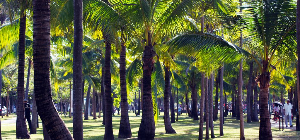 海韵椰风海南文昌椰林之美