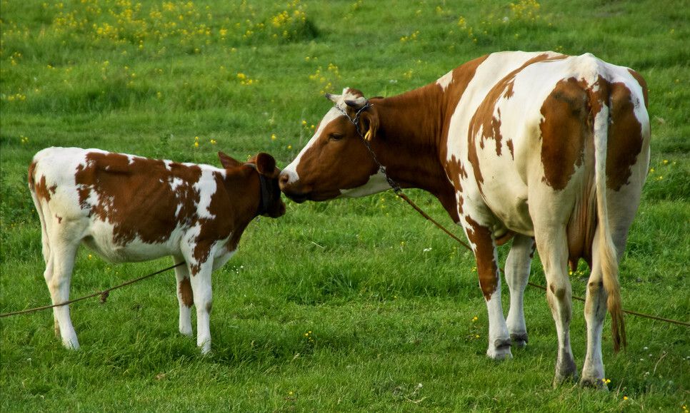 牛拉血是什么原因导致的？牛拉血便怎么治疗？对症治疗很关键休闲区蓝鸢梦想 - Www.slyday.coM