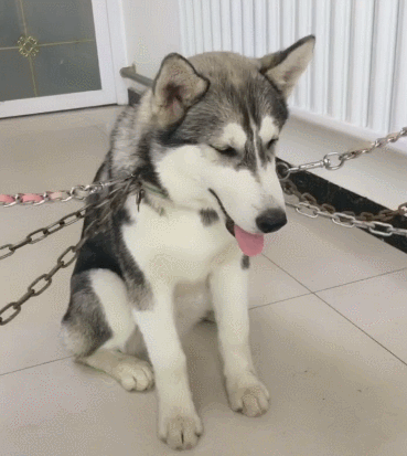 哈士奇拆家主人忍无可忍6条大铁链将其锁住结果二哈一脸淡定