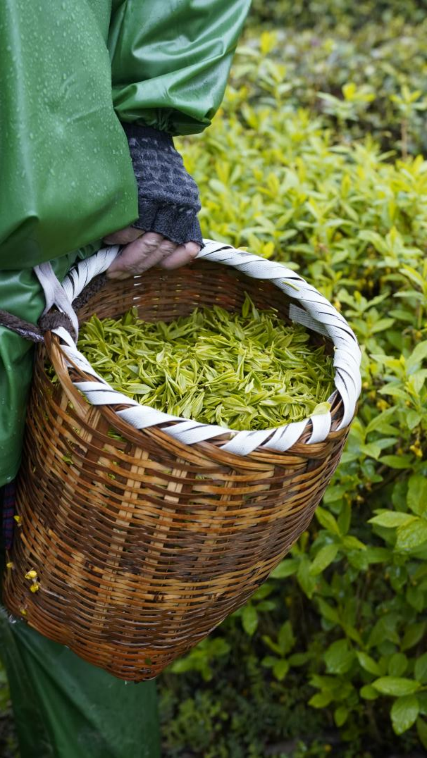 第一杯阳羡茶 送给宜兴的守护者