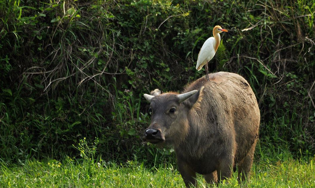 牛拉血是什么原因导致的？牛拉血便怎么治疗？对症治疗很关键休闲区蓝鸢梦想 - Www.slyday.coM