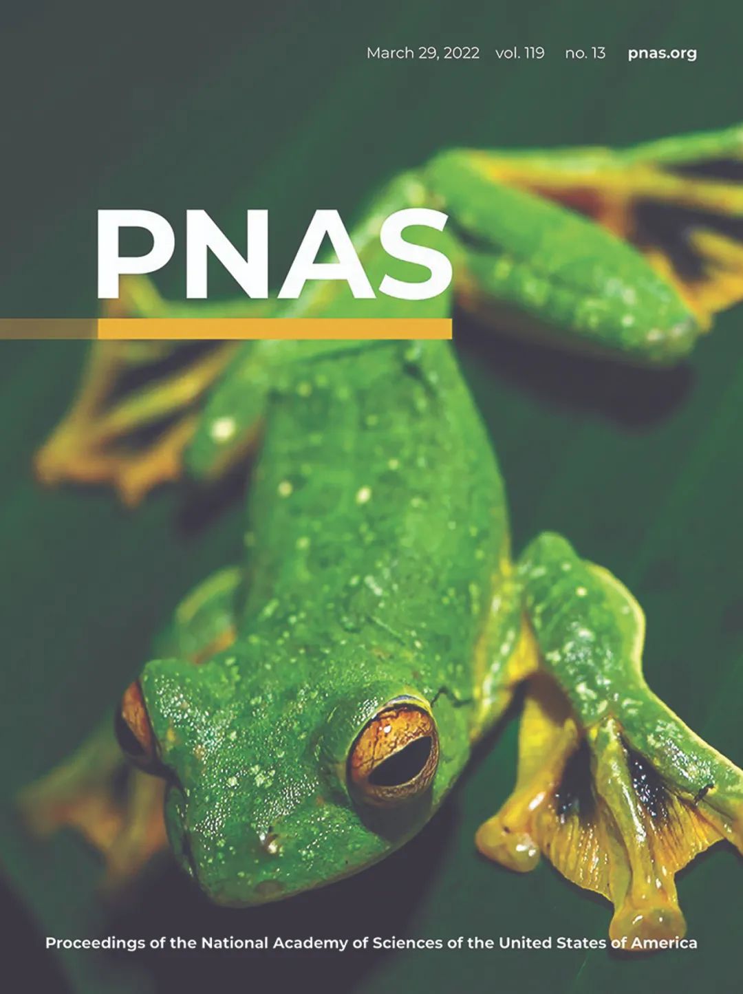 这项成果让中国树蛙飞上pnas封面