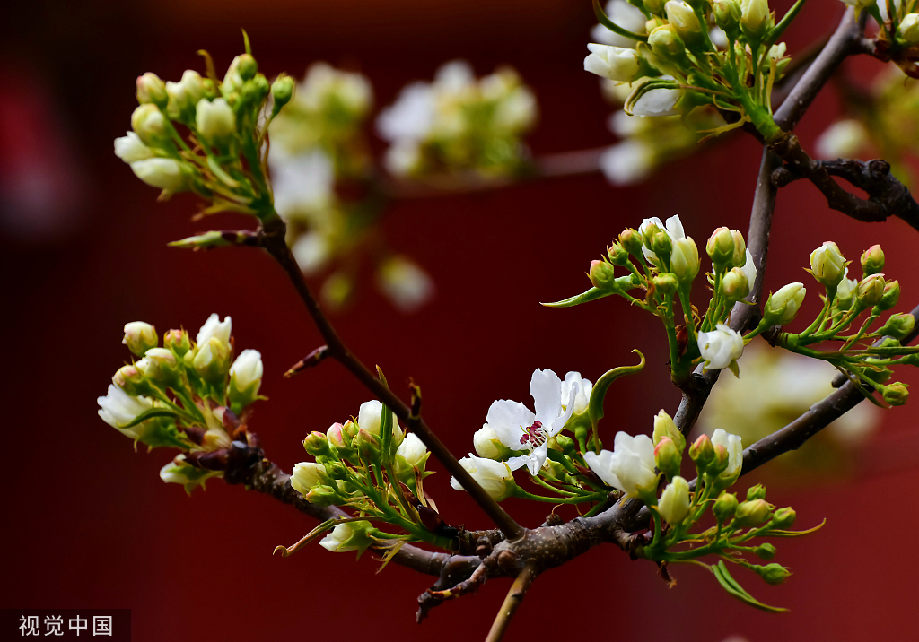 北京故宫寿康宫梨花初绽芳容