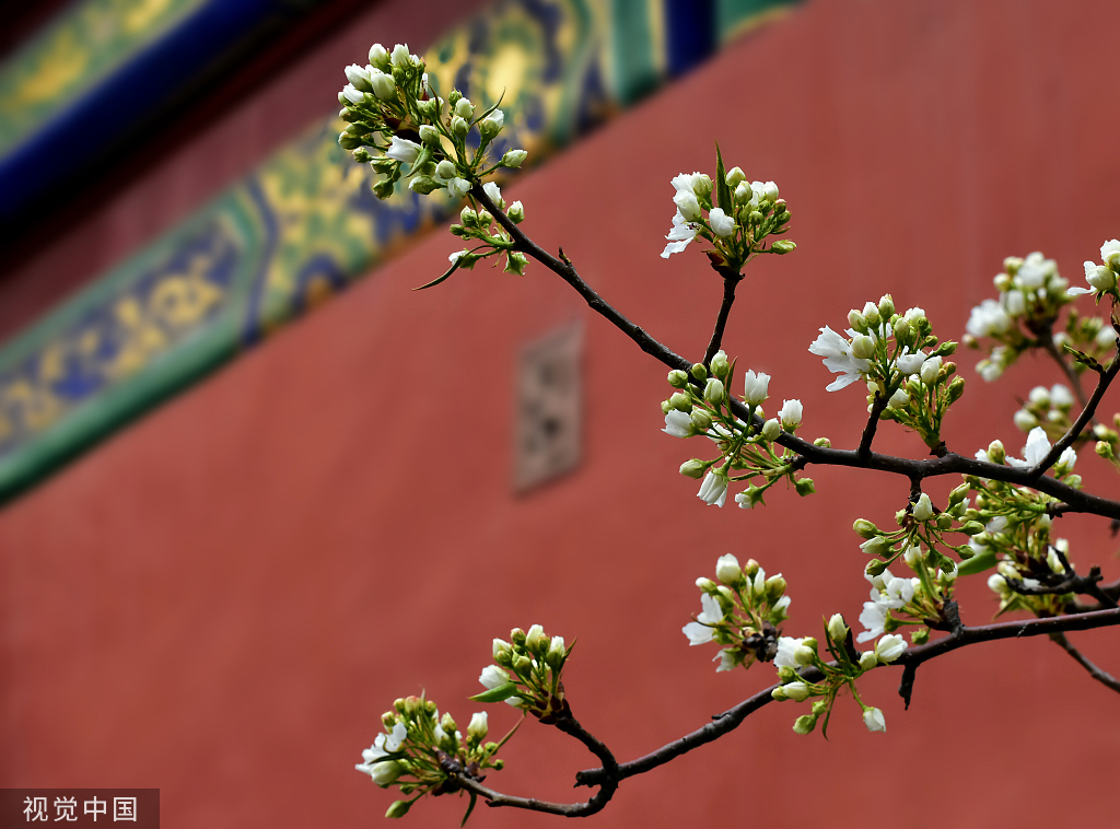 北京故宫寿康宫梨花初绽芳容