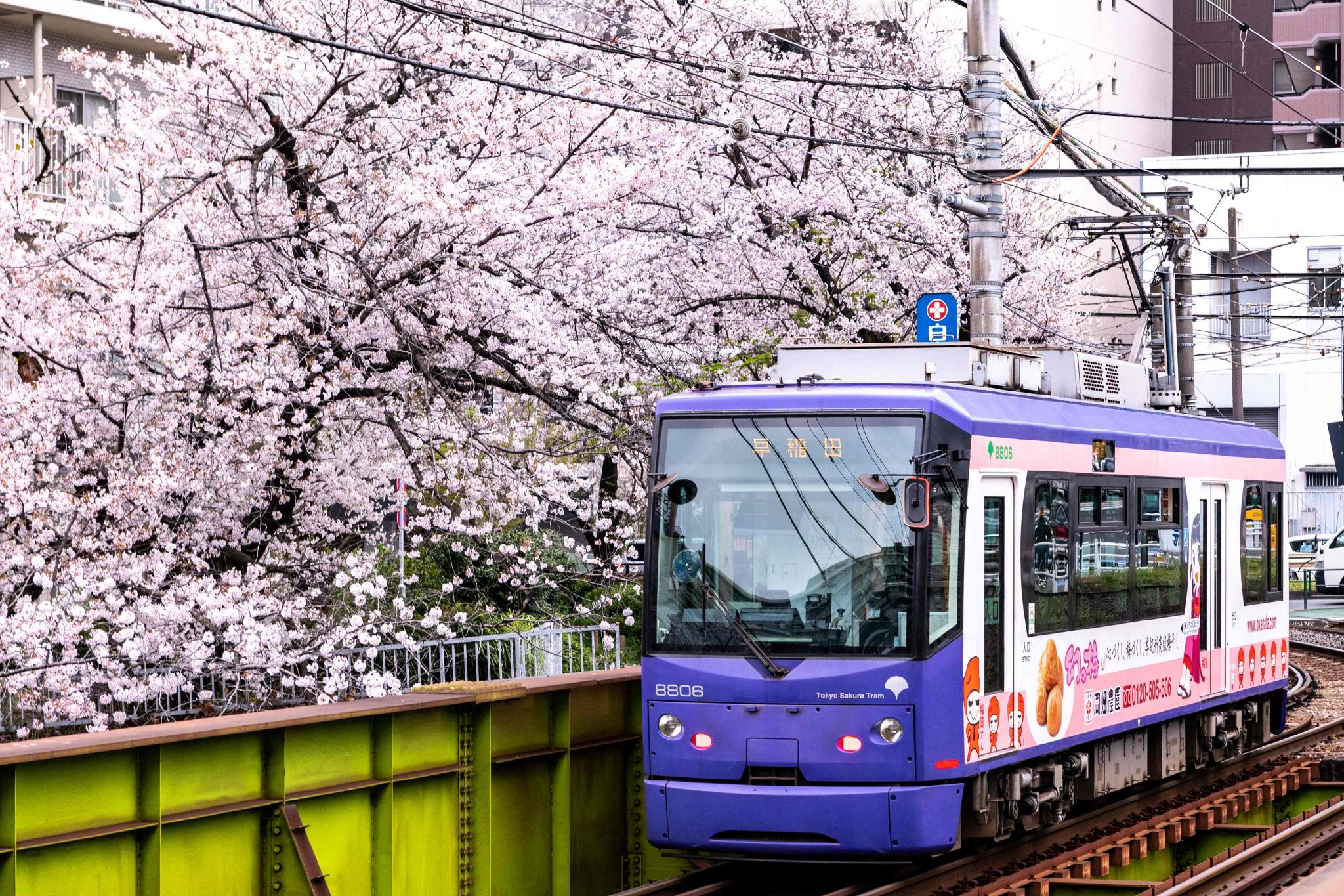 东京赏樱电车