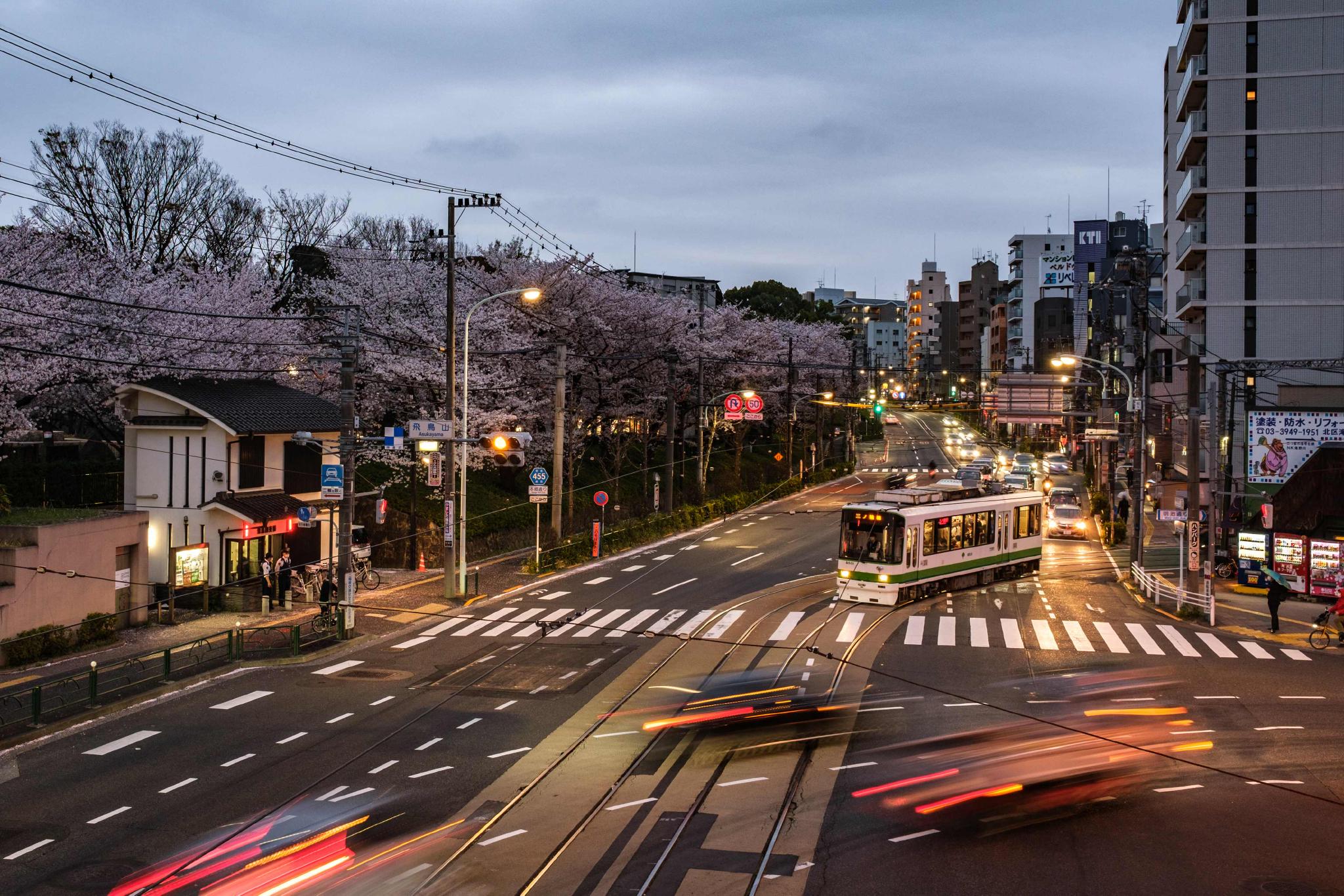 这是3月31日在日本东京拍摄的都电荒川线赏樱电车.