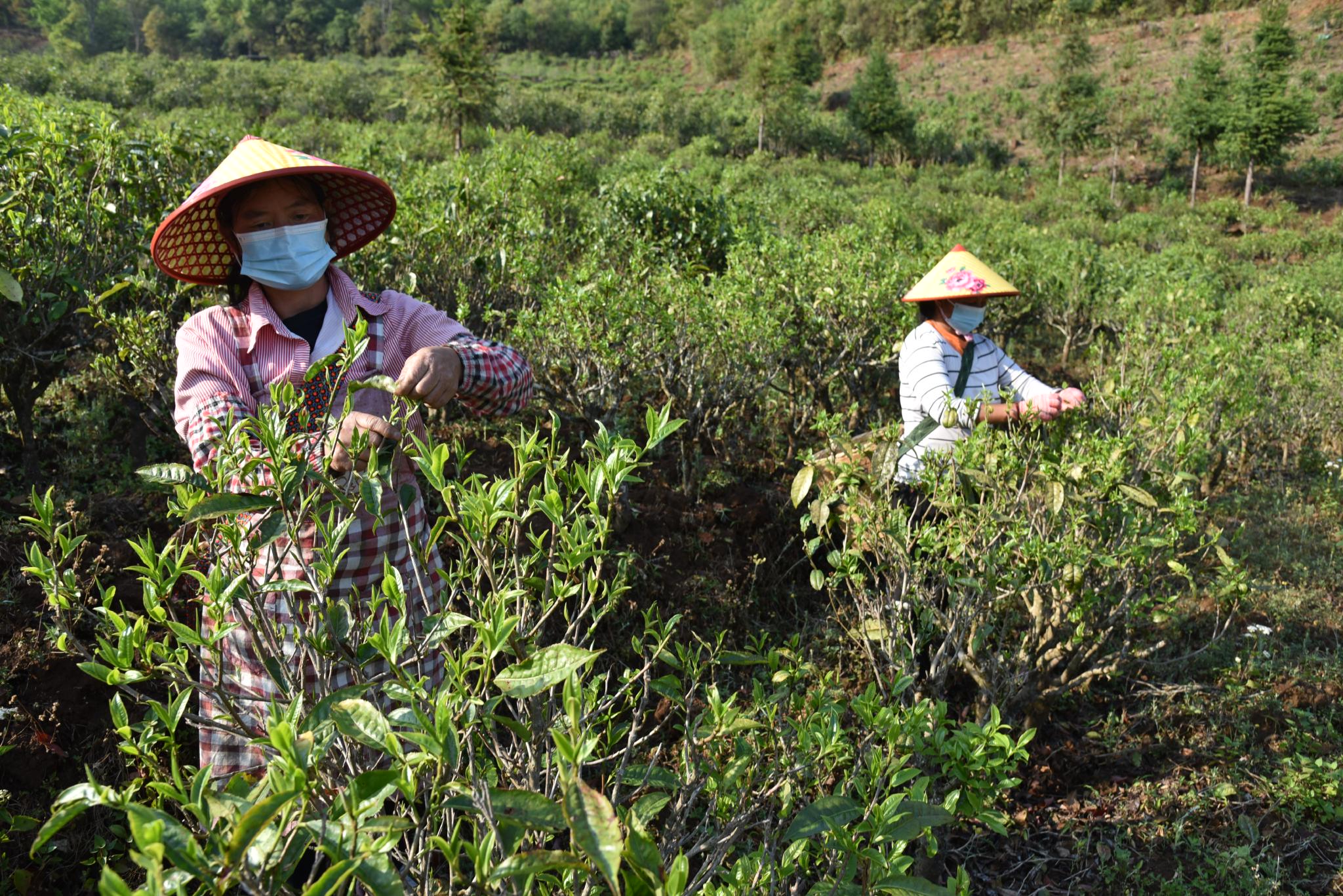 (双江县融媒体中心供图)洪宗雷介绍,今年的采茶工人规模跟往年差不多.