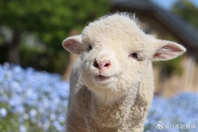 小傻羊娃治愈了我的暴躁的情绪