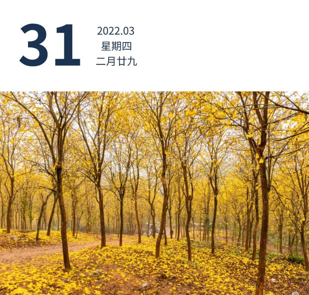一阵春雨过后,揭阳普宁市里湖镇,一处黄花风铃木掉落一地。林楚镇 摄