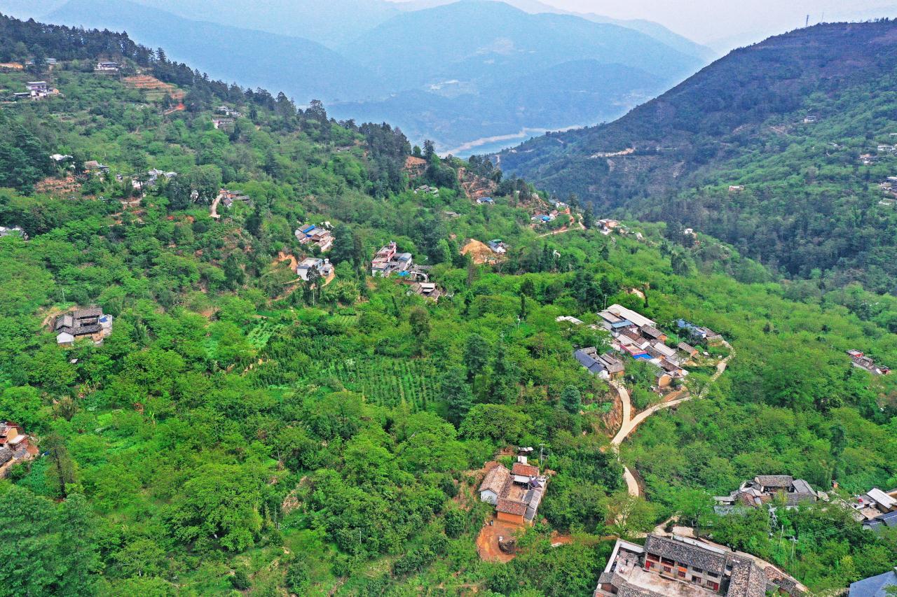 云南省大寺乡让古茶树走进直播间助力乡村振兴