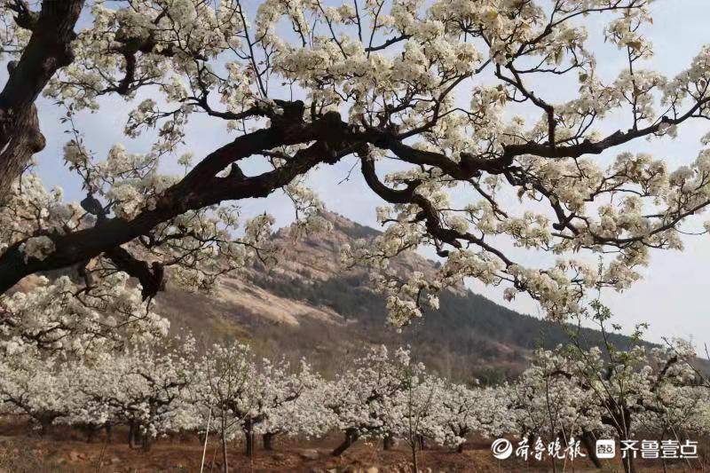 宁阳县葛石镇凤凰山万亩梨花竞相开放