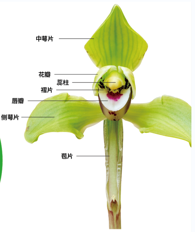 样的结构,在柱子的最前端有一个小帽子(药帽),这个帽子下面扣的是花粉