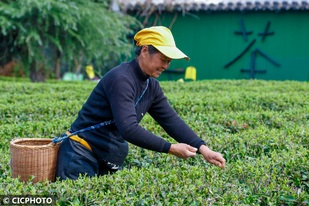 武汉品茶外卖为何省时40%？全流程避坑指南揭秘