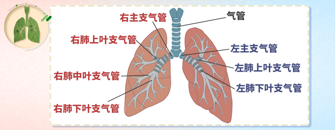 肺的生理解剖结构图图片