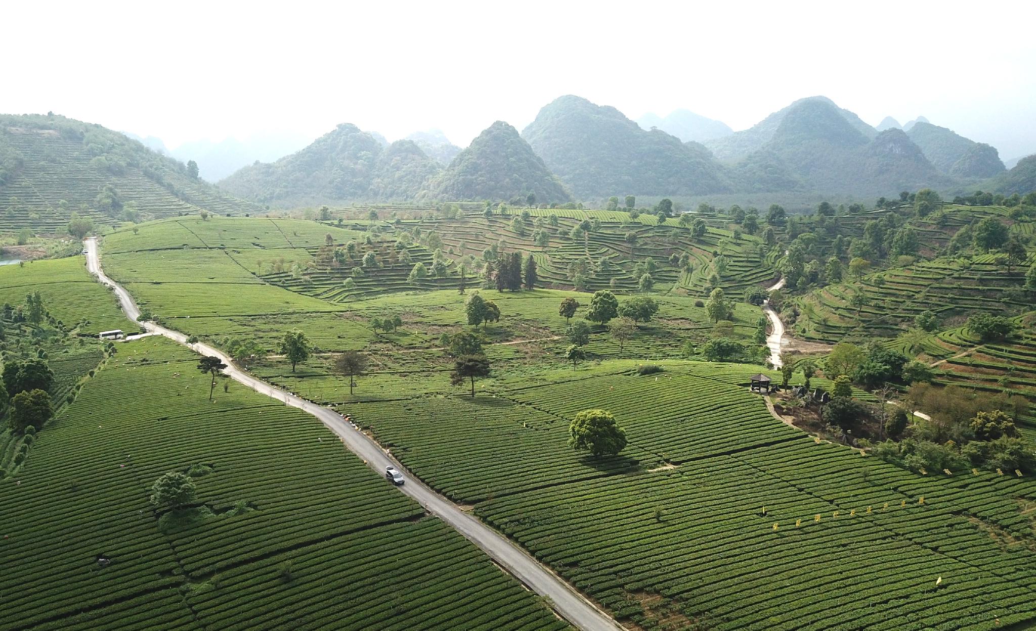 广东英德红茶之乡采茶忙