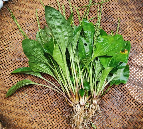 清明节期间,农村这6种野菜有得吃了,不要错过,要不就老了休闲区蓝鸢梦想 - Www.slyday.coM 清明节期间,农村这6种野菜有得吃了,不要错过,要不就老了休闲区蓝鸢梦想 - Www.slyday.coM