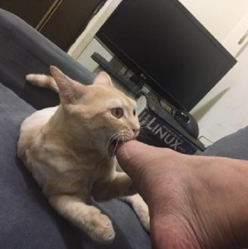 看到猫咪在舔爪主人把脚伸过去让它闻了下结果猫咪瞬间上瘾了