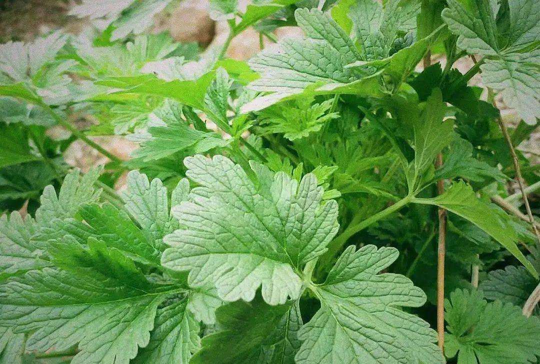 清明节期间,农村这6种野菜有得吃了,不要错过,要不就老了休闲区蓝鸢梦想 - Www.slyday.coM 清明节期间,农村这6种野菜有得吃了,不要错过,要不就老了休闲区蓝鸢梦想 - Www.slyday.coM