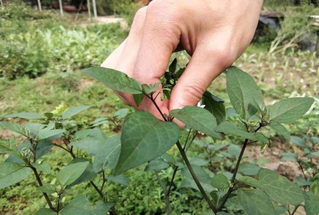 清明节期间,农村这6种野菜有得吃了,不要错过,要不就老了休闲区蓝鸢梦想 - Www.slyday.coM 清明节期间,农村这6种野菜有得吃了,不要错过,要不就老了休闲区蓝鸢梦想 - Www.slyday.coM