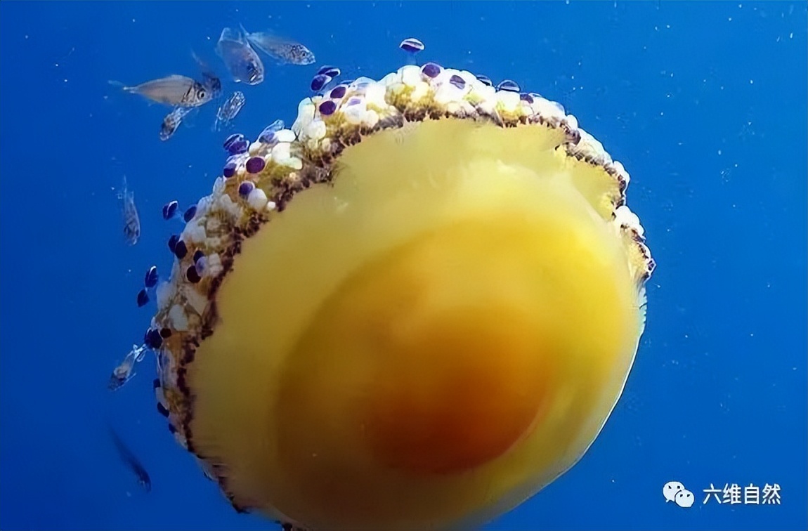 蛋黄水母也是一种有毒的水母,但它的毒性比较小,一般用于麻醉猎物,对