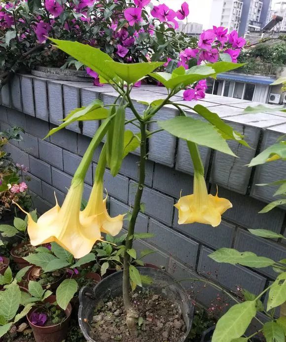 不过曼陀罗的花叶有致幻的效果,种子毒性最强,嫩叶次之,误食后会出现