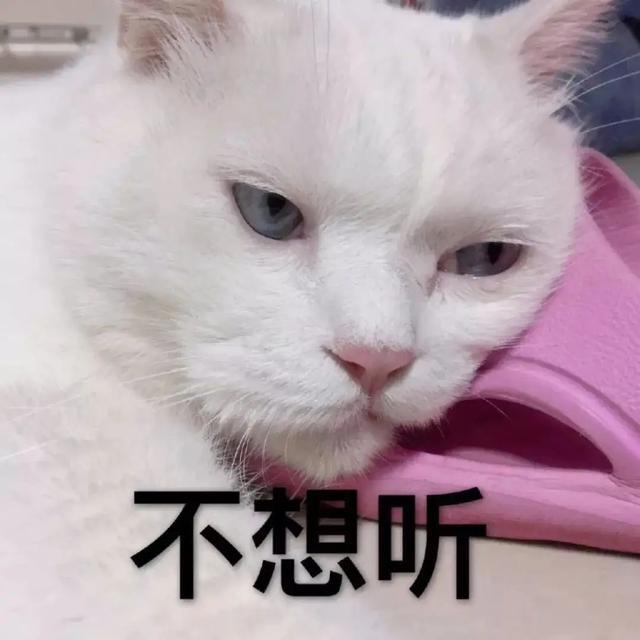 为什么会有人讨厌猫主要因素有3个