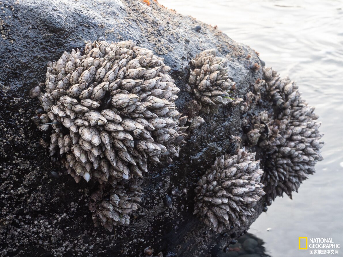 这种长得像巨龙脚趾的东西,居然是种美食|鹅颈藤壶|脚趾|波第_新浪