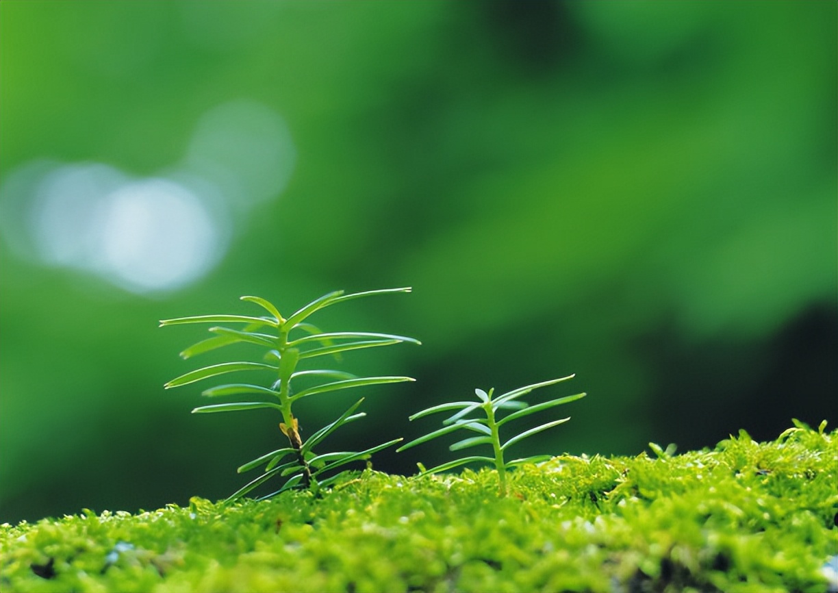 微信上的玫瑰一样能沟通天地