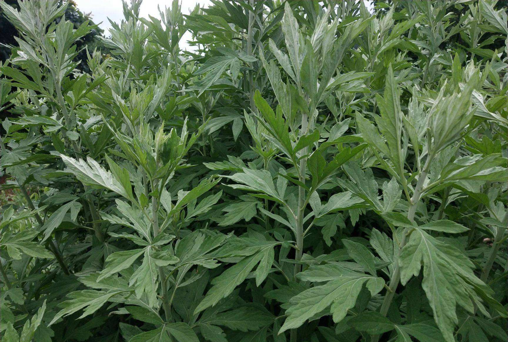 清明节期间,农村这6种野菜有得吃了,不要错过,要不就老了休闲区蓝鸢梦想 - Www.slyday.coM 清明节期间,农村这6种野菜有得吃了,不要错过,要不就老了休闲区蓝鸢梦想 - Www.slyday.coM