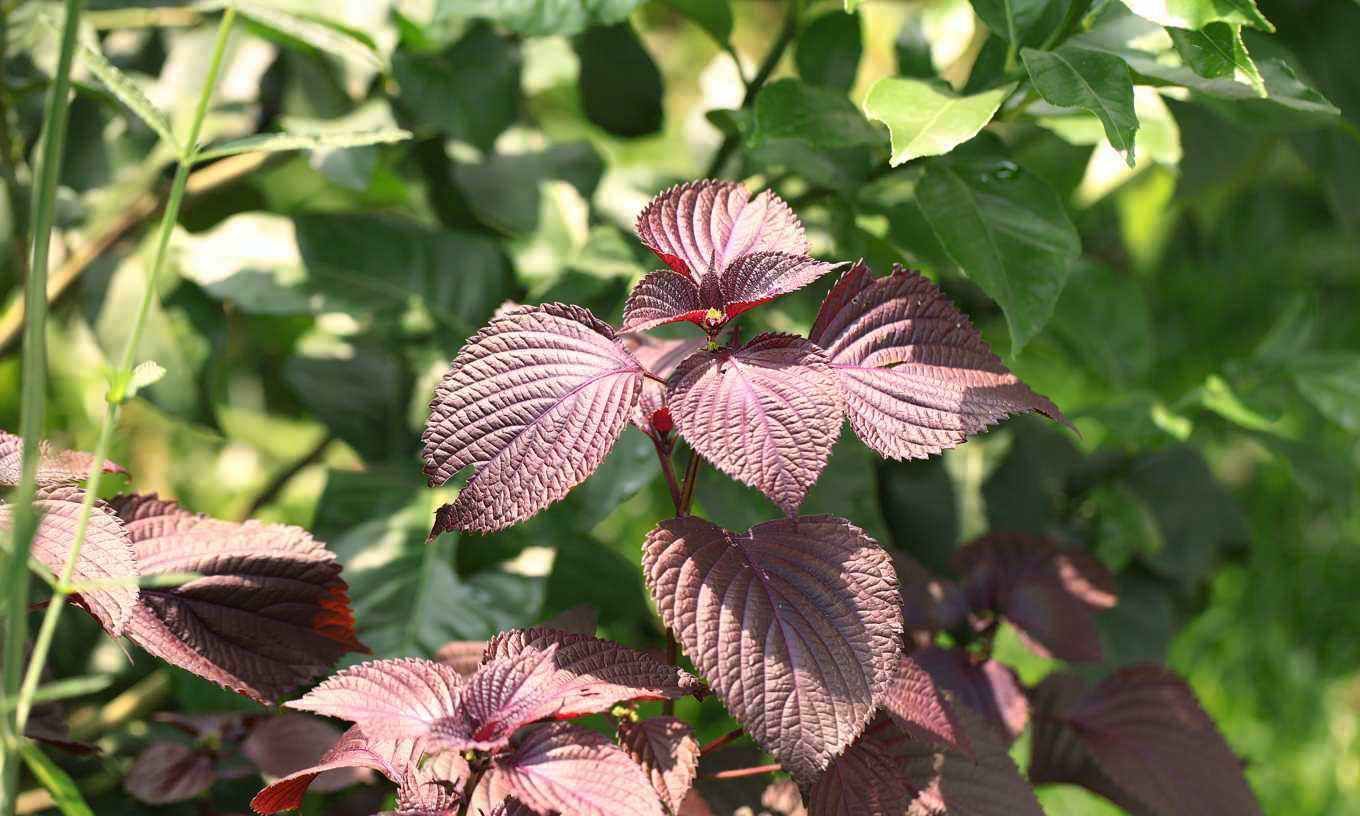 清明节期间,农村这6种野菜有得吃了,不要错过,要不就老了休闲区蓝鸢梦想 - Www.slyday.coM 清明节期间,农村这6种野菜有得吃了,不要错过,要不就老了休闲区蓝鸢梦想 - Www.slyday.coM