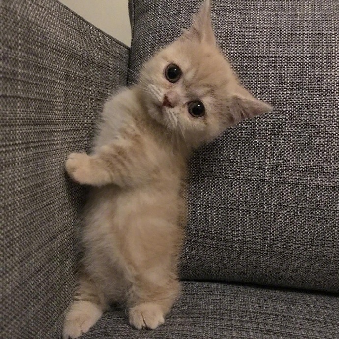 短腿圆脸的小橘猫真的是100分可爱啊！|橘猫_新浪新闻