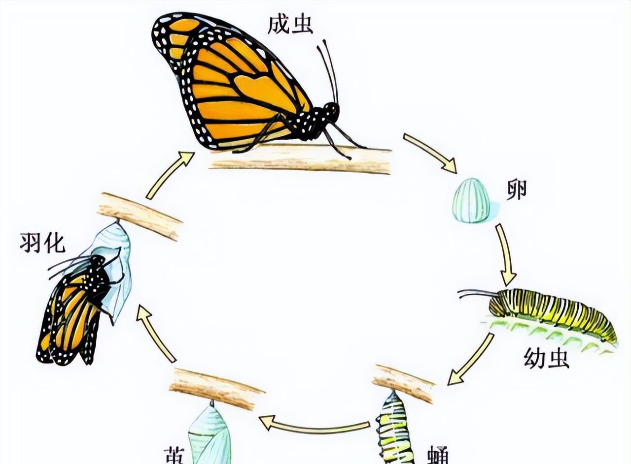 特别是蝴蝶最后的一次蜕变,从大肥虫变成蝴蝶,危险系数最高,不但要用