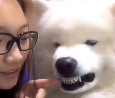 主人想把鼻屎塞进狗狗嘴里，结果被它看到后，瞬间怒了休闲区蓝鸢梦想 - Www.slyday.coM