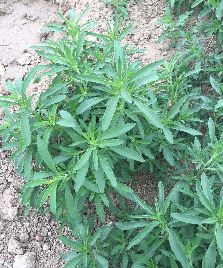 清明节期间,农村这6种野菜有得吃了,不要错过,要不就老了休闲区蓝鸢梦想 - Www.slyday.coM 清明节期间,农村这6种野菜有得吃了,不要错过,要不就老了休闲区蓝鸢梦想 - Www.slyday.coM