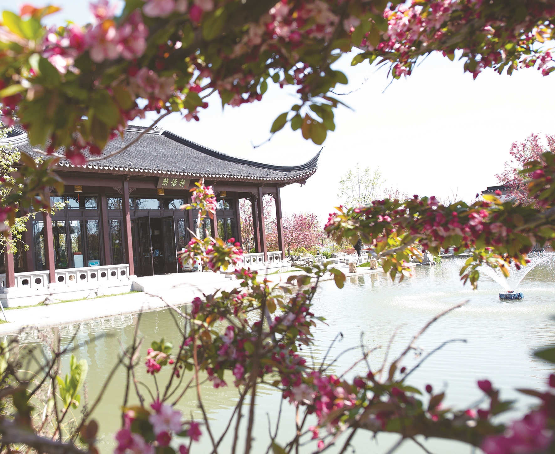 贴梗迎春垂丝争艳中华海棠园满园芳菲